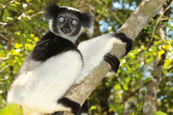 Südliches Afrika, Madagaskar: Madagaskar intensiv erleben - Lemure
